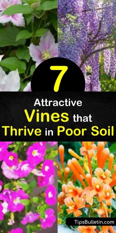 Learn how to grow beautiful vines in poor soil by giving your climbing plants a good start. Fill a fence with a trumpet vine creeper, and grow honeysuckle over a trellis in full sun and enjoy orange, pink, and white flowers. #vinesforpoorsoil #growingvines #poorsoil #vines #plants #gardening Full Sun Vines Trellis, Trumpet Vine Trellis Ideas, Grow Honeysuckle, Vines Trellis, Garden Plants Ideas, Climbing Flowering Vines, Garden Bushes, Trumpet Vines, Vine Fence