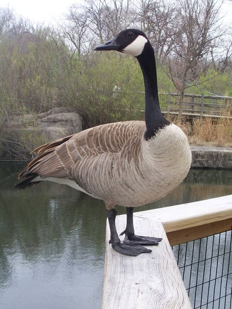 Canada Goose (Branta canadensis) Jackson County, MO Canada Goose Animal, Canada Goose Bird, Goose Aesthetic, Goose Goose Duck, Geese Breeds, Goose Drawing, Types Of Ducks, Untitled Goose Game, Game Cute