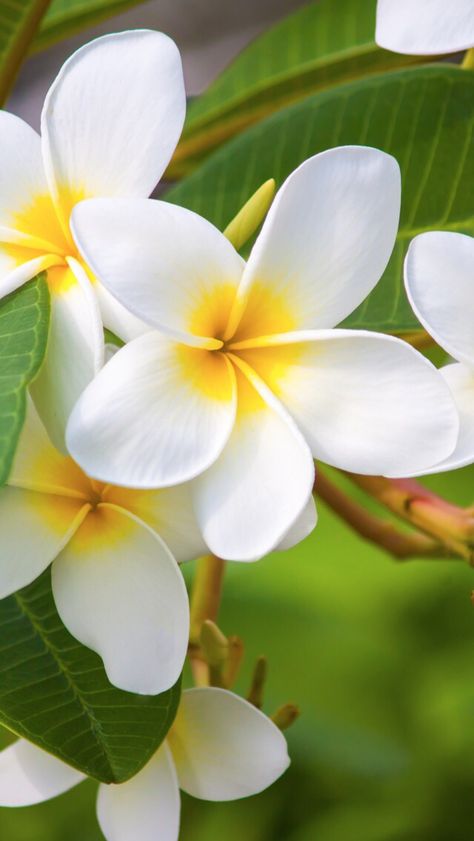 Nature wallpaper iPhone Plumeria Wallpaper Iphone, Interesting Wallpaper, Nature Wallpaper Iphone, Aloha Flower, Forever Wallpaper, Chocoflan Recipe, Wall Paper Iphone, Wallpaper Sun, Paper Iphone