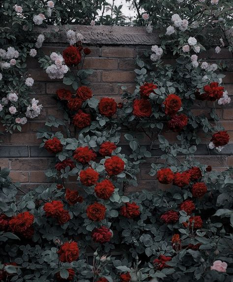 Lizzie Hearts, Arte Peculiar, Rosé Aesthetic, Victorian Flowers, Nothing But Flowers, Dark Rose, Rose Bush, Fantasy Aesthetic, Pretty Plants