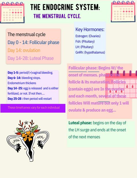 Hormones Menstrual Cycle, 28 Day Cycle, Endocrine Hormones, Cycle Phases, Menstrual Cycle Phases, Follicular Phase, Nurse Notes, Luteal Phase, Menstrual Health