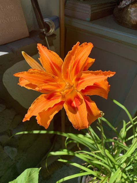 Pale Orange Flowers, Summer Orange Aesthetic, Flowers Close Up, Summer Aesthetic Orange, Orange Flowers Aesthetic, Orange Summer Aesthetic, Colorful Lilies, Light Orange Flowers, Orange Day Lily