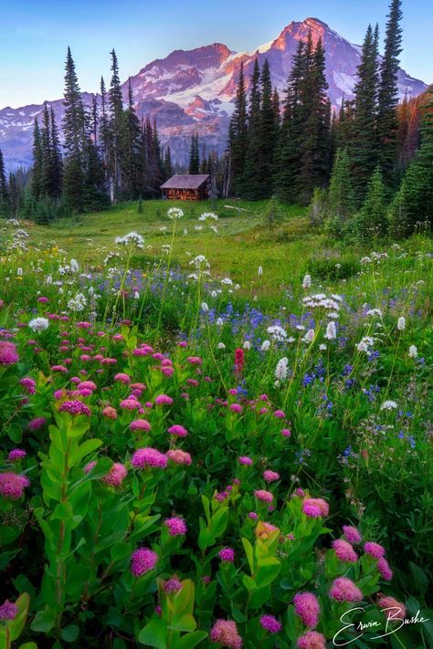 Erwin Buske - 03/08/23  Mt. Rainier National Park. • Washington, United States • My Mountain Meadow Home Washington State National Parks, My Rainier, Medina Washington, Rainer National Park, Pnw Trip, Mt Rainer, Washington Trip, Mountain Meadow, Mt Rainier National Park