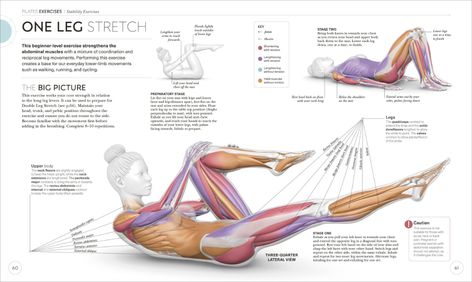 Science of Pilates - Freshly Centered Pilates Anatomy, Pilates Class Plan, Pilates Channels, Classical Pilates Mat Sequence, Pilates Teacher Training, Stott Pilates Reformer, Pilates Teacher, Mat Pilates, Popular Workouts