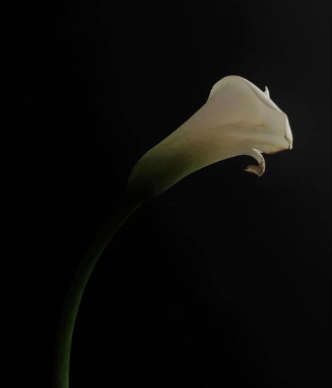 Not Meant To Be, Luxurious Lifestyle, Calla Lily, Be Perfect, Still Life, Muse, No Instagram, Meant To Be, Lily