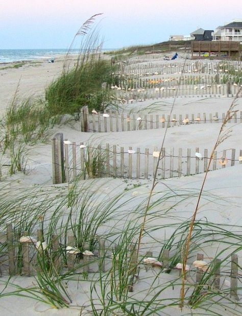 Shell Fences St. George Island, FL Cottage Yard, St George Island Florida, Picture Beach, Tiny House Cottage, Productivity Books, Saint George Island, St George Island, Business Productivity, House Cottage