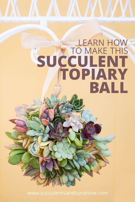 Succulent Topiary, Succulent Ball, Succulents Hanging, Ball Topiary, How To Water Succulents, Propagating Succulents, Types Of Succulents, Hanging Succulents, Succulent Soil