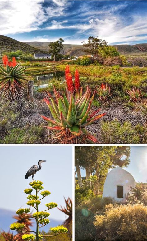 Karoo Garden Ideas, South Africa Landscape Photography, Karoo Cottage, Karoo Landscape, Africa Landscape, South African Flowers, Tranquil Landscape, African Landscape, Destination Travel