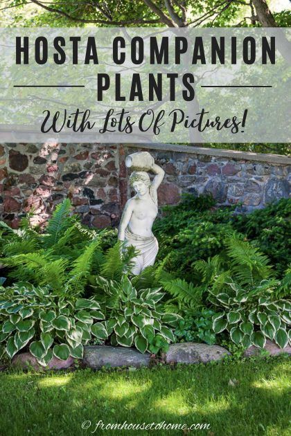 Where To Plant Hostas, Shade Corner Garden Ideas, Low Maintenance Shade Garden Ideas, Hosta Planter Ideas, Companion Plants For Hydrangeas, What To Plant With Hostas, Plant With Hostas, Hostas Landscaping, Landscape Ideas Around Pool