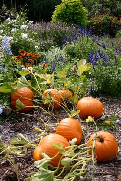 Fall Gardening Ideas, Food Forest Garden, Ideas Garden Design, Fall Gardening, Ella Enchanted, Pumpkin Garden, Vegetable Plants, Garden Harvest, Fall Garden