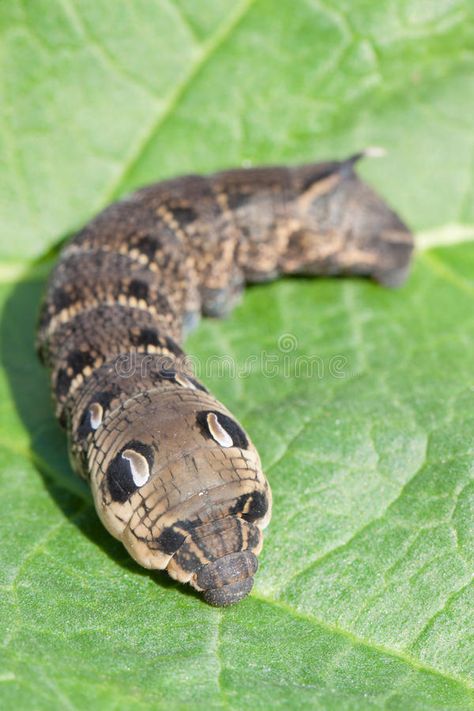 Elephant Moth, Hawk Moth Caterpillar, Elephant Hawk Moth, Moth Life Cycle, Butterfly Museum, Insect Photos, Moth Caterpillar, Hawk Moth, British Wildlife