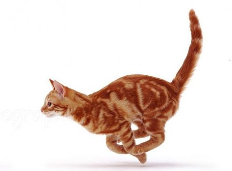 running tabby #cat #cat #poses Cat Gesture, Cat Running, Cat Poses, Cat Drawing Tutorial, Warrior Cats Books, Cat Anatomy, Cat Run, Wild Animals Pictures, Cute Animal Memes