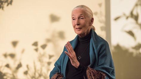 Jane Goodall - Masterclass Animal Intelligence, Conservation Of Natural Resources, Jane Goodall, Early Humans, Best Online Courses, Nuclear Energy, Teaching Assistant, Business Education, Good Cause