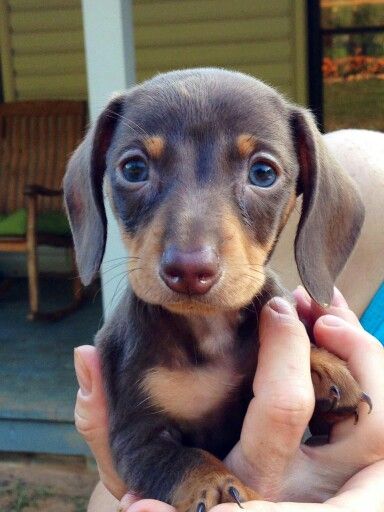 Chocolate and tan mini dachshund puppy. Tan Dachshund, Dachshund Breed, Dachshund Funny, Miniature Dachshunds, Popular Dog Breeds, Most Popular Dog Breeds, Weenie Dogs, Miniature Dachshund, Mini Dachshund