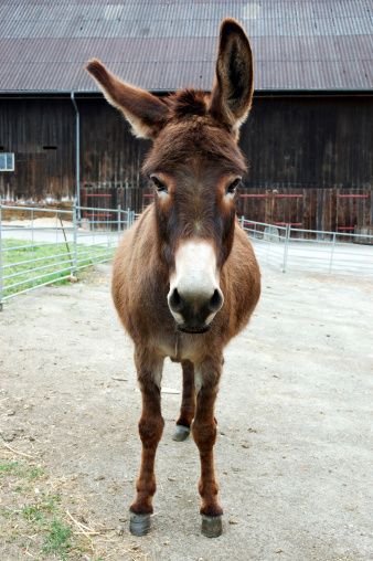 200+ Free Donkey Head & Donkey Images Donkey Images, Donkey Head, The Donkey, Animal Heads, Front View, View Photos, Painting Ideas, High Res, High Quality Images