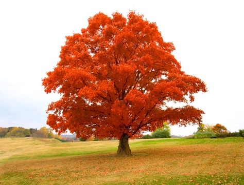 Maple Tree mural Tree Mural, Beautiful Trees, Maple Tree, Tree Hugger, Beautiful Tree, Autumn Trees, Science And Nature, Nature Photos, Beautiful Artwork