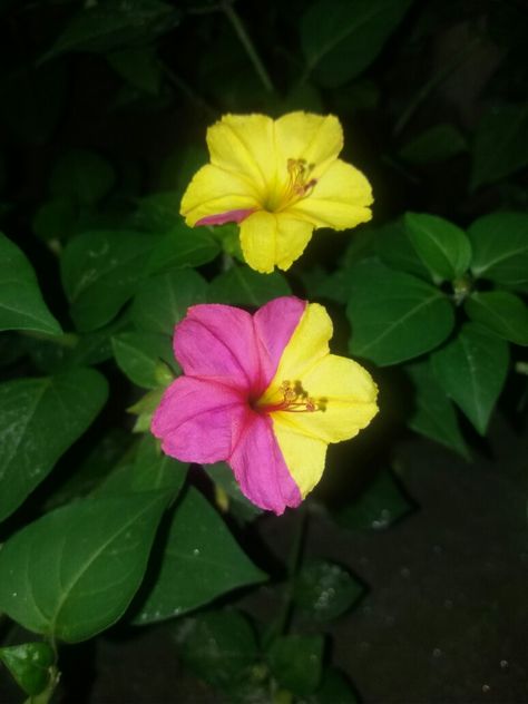 ( scientific name : Mirabilis jalapa English Name: marvel of Peru, Nebraska , four oclock flower ) is Nyctaginaceae Mirabilis genera of medicinal herbs . Sandhyamalati is a type of flower that is commonly used for home decoration. Sandhyamalati comes in different colors. Perhaps this flower has spread from Peru to other countries. One of the features of Sandhyamalati is that it can produce flowers of different colors in a single tree. Not only that, sometimes different colors are seen in the sam Marvel Of Peru Flower, Marjoram Flower, Four Oclock Flowers, Parijat Flower, Saipua Flowers, Mirabilis Jalapa, Biennial Plants, English Name, Peruvian Inca Orchid