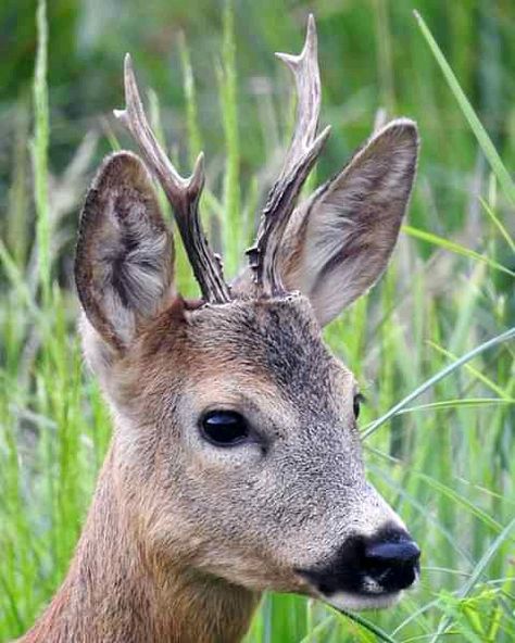 Small Deer Antlers, Small Antlers, Deer Antler Decor, Antler Decor, Big Deer, Small Deer, Deer Photos, Oc Inspiration, Red Deer