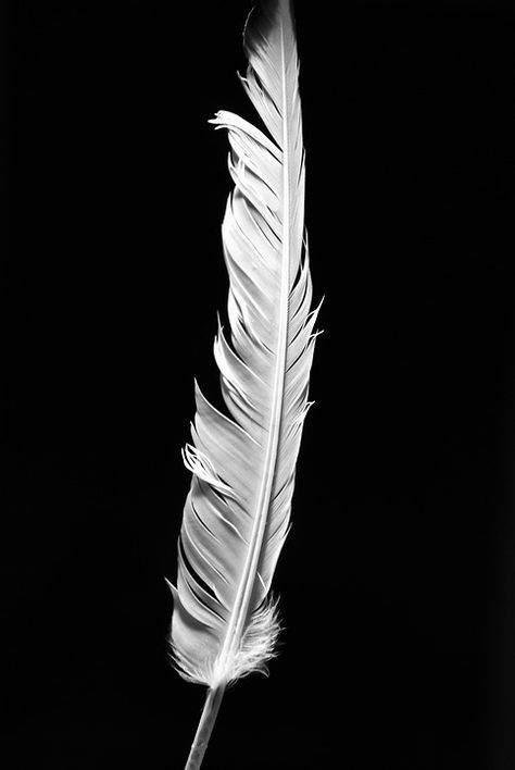 Download free HD stock image of Pigeon Feather Pigeon Feather, Desk Setup, Free Photo, Image Types, Pigeon, Free Photos, Free Images, Black Backgrounds, Stock Images Free