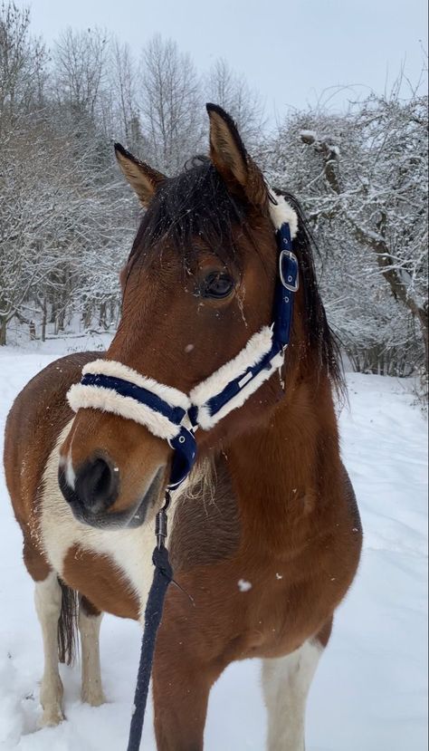 Horsey Life, Horse Riding Aesthetic, Winter Horse, Cute Horse Pictures, Equestrian Aesthetic, Horse Aesthetic, Most Beautiful Horses, Snow Christmas, Pretty Animals