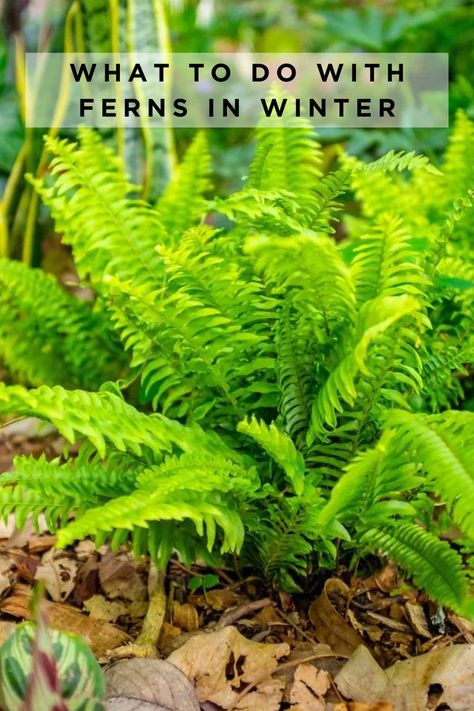 Luscious and low-maintenance, follow these easy care tips from our expert for healthy ferns year round. Ferns In Winter, Evergreen Ferns, Ferns Care, Easy Perennials, Leaf Images, Low Maintenance Garden, Deciduous Trees, New Growth, Plant Growth