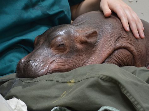 Baby Hippopotamus, Fiona The Hippo, Cincinnati Zoo, Zoo Babies, Animal Antics, Majestic Animals, A Miracle, Hippopotamus