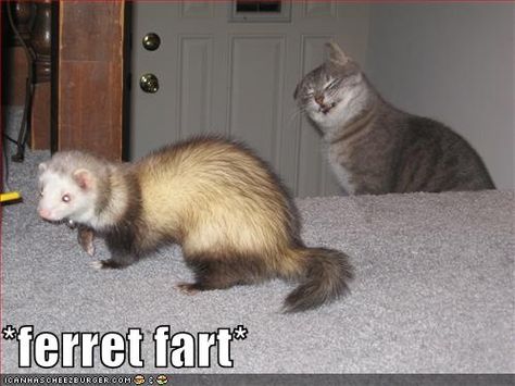 Ferret fart Ferrets Videos, Funny Ferrets, Cat Flap, Older Cats, Latest Funny Videos, Funny And Cute, Funny Cat Videos, Cat Grooming, Cat Litter