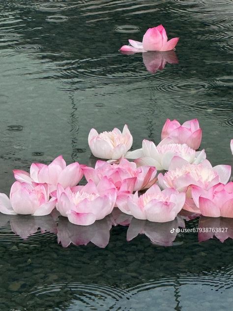 Pinterest Flowers, Pink Pinterest, Red Lotus, Pink Nature, Flowers For You, Pink Bouquet, Water Lily, Viral Post, Water Lilies