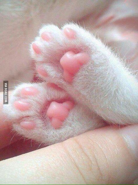 Tiny Pink Kitten Paw - 9GAG 24th August, Cele Mai Drăguțe Animale, Toe Beans, Fluffy Kittens, Cat Socks, Most Beautiful Cat Breeds, Cat Aesthetic, Cat Paws, Cat Clothes