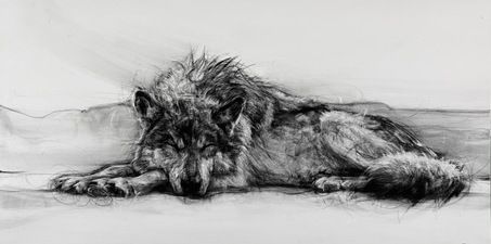 Sea Wolf Sea Wolf, Wolf Drawing, Ends Of The Earth, Art Pencil, Artist Statement, Anime Sketch, Spirit Animal, Pacific Northwest, Sculptor