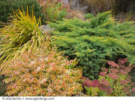 Foliage Combo for Sun with Abelia and Juniper, Enlivened by Summer Blooms | eGardenGo Abelia Kaleidoscope, Drought Tolerant Landscape Front Yard, Garden Retaining Wall, Drought Tolerant Landscape, Landscaping Retaining Walls, Garden Shrubs, Wall Garden, How To Attract Birds, Front Yard Garden