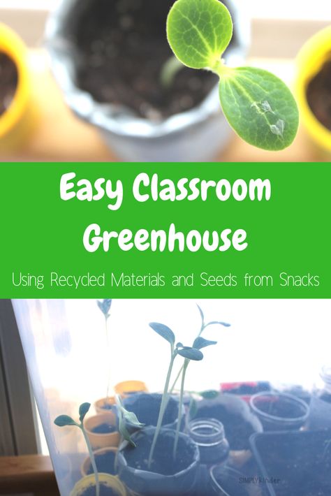 Easy classroom greenhouse!  #teaching #kindergarten #science #classroomgreenhouse #gardeningforkids Classroom Greenhouse, Seed Starting Containers, Simple Greenhouse, Spring Science, Spring Activity, Winter Greenhouse, Experiments Kids, Spring Classroom, Veggie Snacks