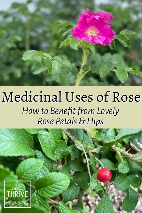 Rose Petal Tincture, What To Make With Rose Petals, Rose Tincture Benefits, Rose Petal Benefits, Rose Hip Oil Benefits, Mountain Rose Herbs Recipes, Cottage Apothecary, Rose Hips Benefits, Rose Oil Benefits