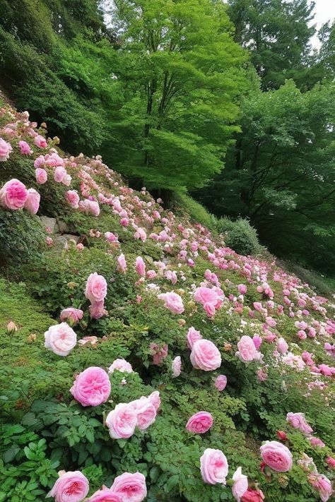 12 Ground Cover Plants For Hillside And Slopes Shaded Hillside Landscaping, Hillside Flower Garden, Plants For Hillside, Planting On A Slope, Hill Landscaping Ideas, Landscape Hillside, Steep Hillside Landscaping, Ground Cover Roses, Landscaping On A Hill