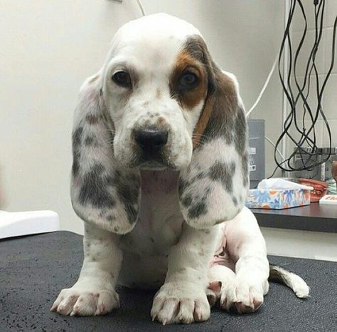 Puppies Images, Basset Puppies, Animals Tattoo, Basset Hound Puppy, Hound Puppies, Hound Dogs, Bassett Hound, Basset Hound Dog, Basset Hounds