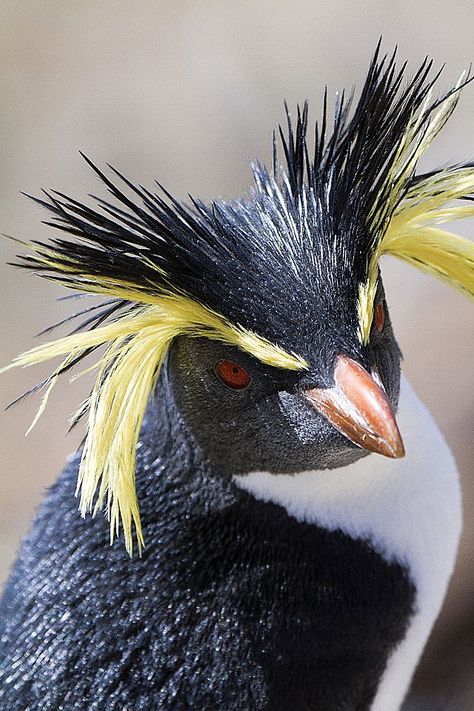 Nightingale Island & Inaccessible Island are remote points of the Tristan da Cunha archipelago in the South Atlantic Ocean Rockhopper Penguin, Kinds Of Birds, Incredible Creatures, Tristan Da Cunha, Exotic Birds, Nightingale, Sea Birds, Pretty Birds, Colorful Birds