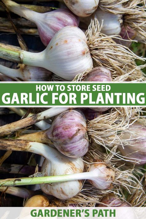 When To Plant Garlic, Grow Garlic Indoors, Store Garlic, Plant Garlic, Grow Garlic, Garlic Bulbs, How To Store Garlic, Vegetables Garden, Planting Garlic