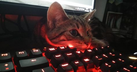 New kitten found his new place http://ift.tt/2f0TAiQ Gamer Cat, Cat Profile, New Kitten, Cat Icon, Red Cat, New Place, Cat Aesthetic, Instagram Photo Inspiration