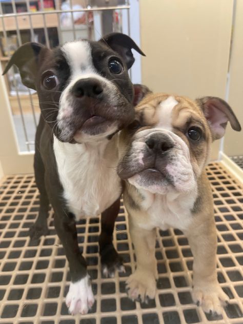 two pup friends posing for a picture together Two Dogs Together, Friends Posing, Manifesting Goals, 2 Dogs, Two Dogs, Friend Poses, Boston Terrier, Dogs And Puppies, Brandy