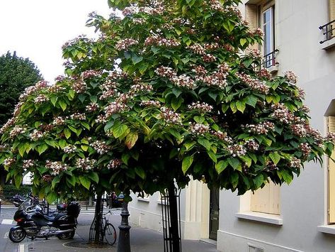 Clerodendrum Trichotomum, Peanut Tree, Tree Seeds, Ornamental Trees, Unique Trees, Side Yard, White Tree, Small Trees, Flowering Trees