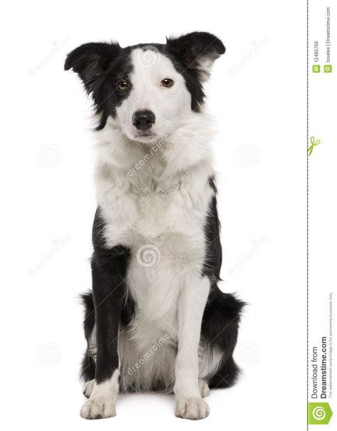 Sitting Front View, Dog Front View, Muse Art, Dog Sitting, Front View, Border Collie, Stock Images Free, Husky, White Background