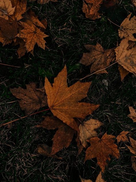 Maple Leaf Aesthetic, Green And Brown Aesthetic, Leaf Aesthetic, Hufflepuff Aesthetic, Cute Black Wallpaper, Chosen Family, Sun And Stars, Aesthetic Colors, Brown Aesthetic