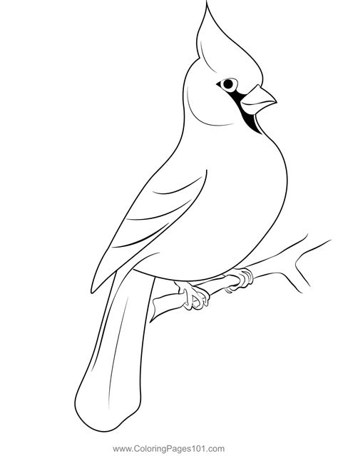 Cardinal 12 Coloring Page Cardinal Carving Pattern, Cardinal Coloring Pages Free Printable, Cardinal Template Free Printable, Red Cardinal Bird Pictures, Cardinal Pattern Free Printable, Cardinal Coloring Pages, Cardinal Sketch, Ece Resources, Cardinal Clipart