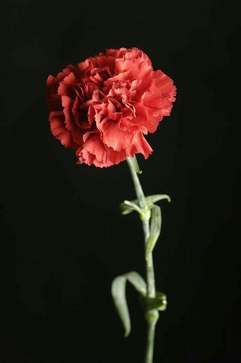 Carnation Wedding Flowers, Carnation Wedding, Dianthus Caryophyllus, Red Carnation, Carnation Flower, Wedding Flower Arrangements, Birth Flowers, Love Flowers, My Flower