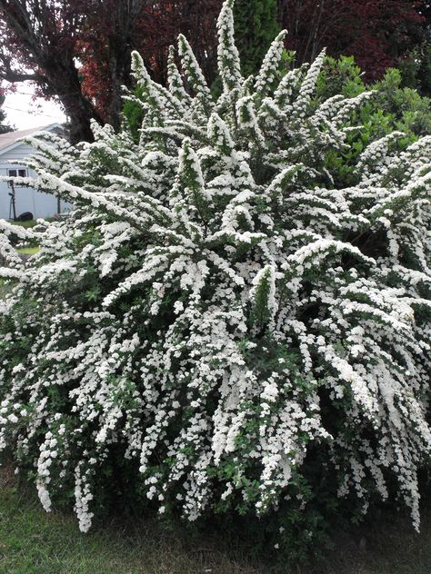 snow mound, Spirea White Flowering Shrubs, French Country Garden Decor, Cheyenne Wyoming, Country Garden Decor, French Country Garden, Meteor Garden 2018, Magic Garden, Front Landscaping, Garden Shrubs