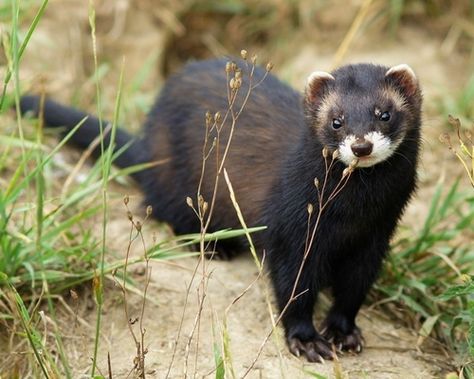 Black Ferret, European Polecat, Cute Ferrets, Nature Tour, Pet Bunny, British Wildlife, Rodents, All About Cats, An Animal