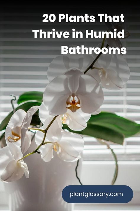 Bathrooms provide a unique environment where certain plants can truly thrive. This guide showcases 20 impressive bathroom plants that absorb moisture, helping to keep your space fresh and mold-free. From the elegant peace lily to the versatile pothos, these plants are ideal for adding a touch of nature to your bathroom. Learn which plants will flourish in your bathroom and how to care for them to maintain a healthy, vibrant space. Plant For Bathroom, Peace Lily Care, Best Bathroom Plants, Small Indoor Plants, Cast Iron Plant, Plant Help, Tillandsia Air Plant, Iron Plant, Bathroom Plants