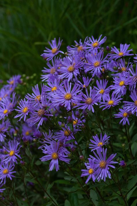 Aster Aesthetic, Purple Aster, September Wedding Flowers, White Flowering Plants, Aster Flower, Asiatic Lilies, Popular Flowers, Purple Daisy, Chrysanthemum Flower