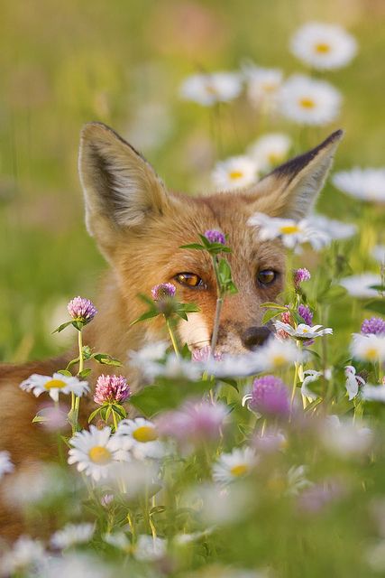 Photographer: Jeff Dyck ~ "Fox in the Flowers" ~ "I was set-up in the long grass at the edge of the water at a local marsh trying to photograph Black Terns fishing when I heard something right behind me - startled, I turned and found this young fox walking through the grass about 6 feet from me! He moved about 20 feet past me then turned back to check me out. I had an 800mm lens mounted and was unable to get the entire fox in the shot, but ended up with this portrait." ~ Beautiful! ♥ Young Fox, Fantastic Fox, Orange Aesthetic, Wild Dogs, Cute Fox, 영감을 주는 캐릭터, Red Fox, The Flowers, 귀여운 동물