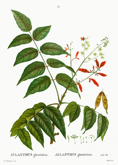 Tree of heaven (Ailanthus altissima) from Traité des Arbres et Arbustes que l’on cultive en France en pleine terre (1801–1819) by Pierre-Joseph Redouté. Original from the New York Public Library. Digitally enhanced by rawpixel. | free image by rawpixel.com Tree Of Heaven, Pagoda Dogwood, Kalmia Latifolia, Judas Tree, Historical Drawings, Vector Trees, Plant Images, Botanical Artwork, Floral Drawing